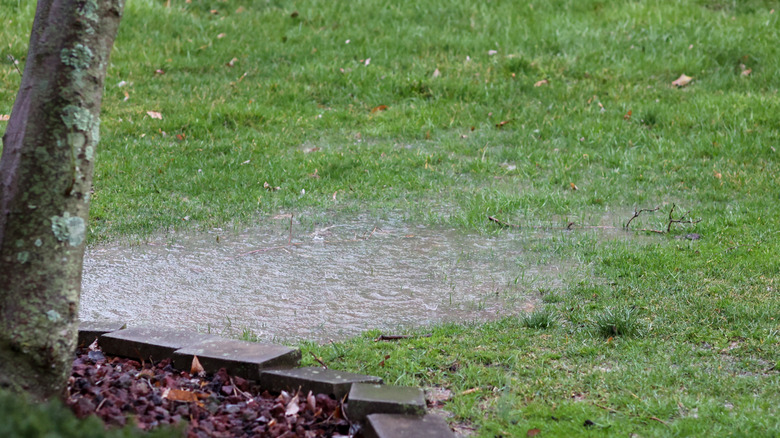 A pool of rainwater on a garden lawn