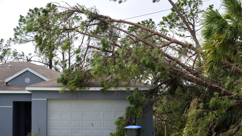 A partially fallen tree looming over a house after a storm