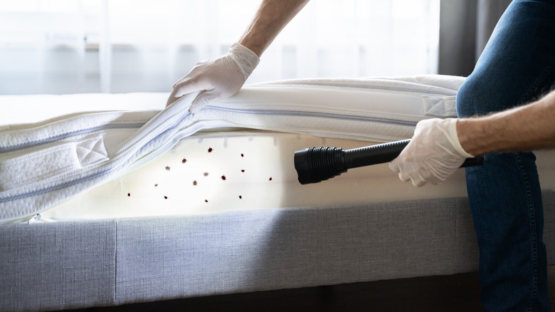 shining light on bed bugs