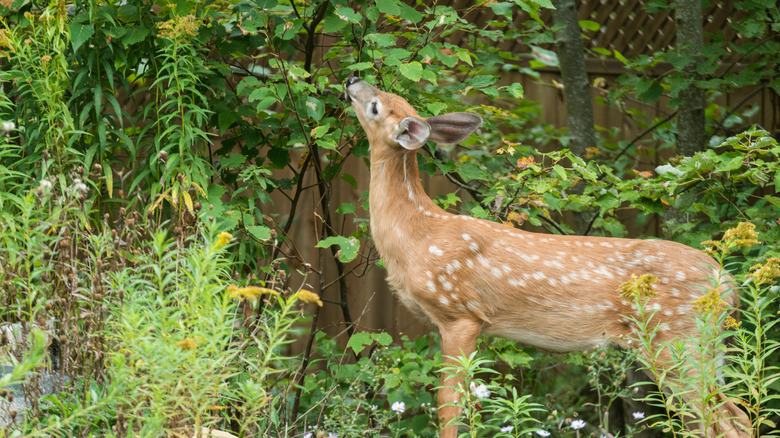 A deer eats plants in a suburban yard.