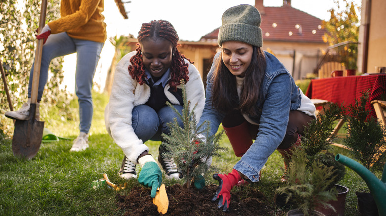 Three women planting a small evergreen tree in backyard
