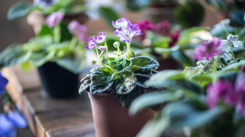 Potted pansies on a wooden table