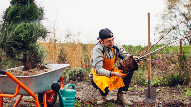 Gardener planting trees in autumnal garden using wheelbarrow, shovel and watering can.