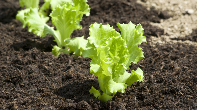 Baby lettuces growing in a field