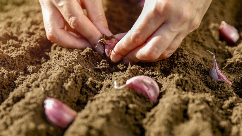 Hands planting garlic bulbs in the soil.