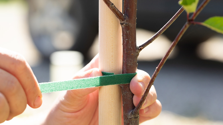 A gardener ties a newly planted tree to a stake with hook and loop tape
