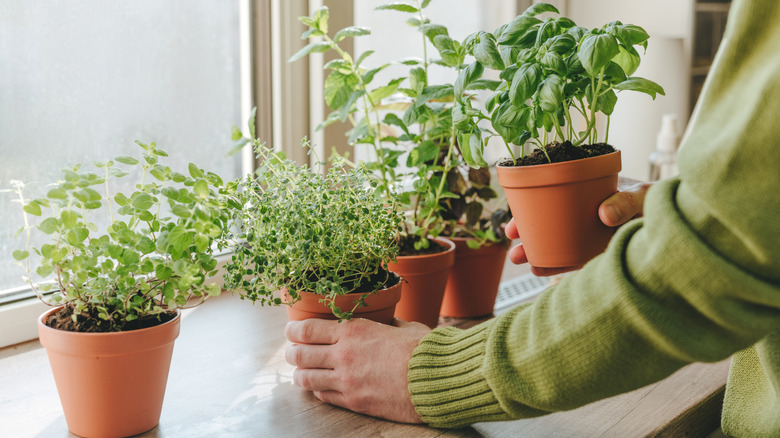 Person holding kitchen herbs cultivated in flower pot used in culinary on a windowsill.