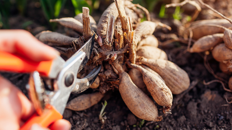 Dividing dahlia tubers using pruner.
