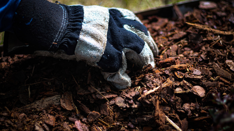 Close-up of a gloved hand putting mulch on the ground