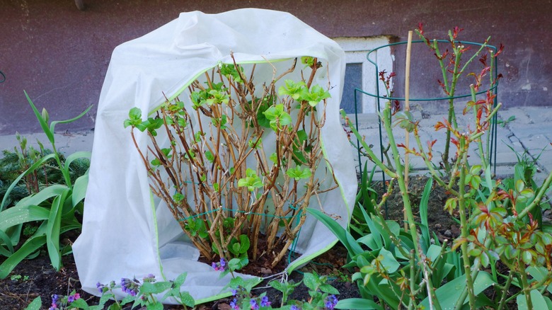 Garden hydrangea covered with a protective cover