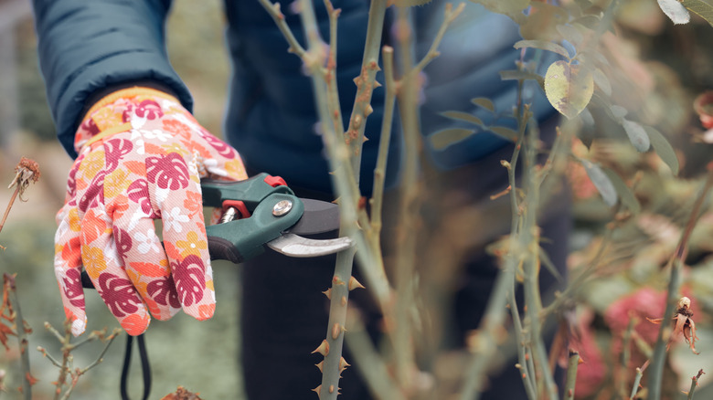 Gardener using pruning shears on a rose bush