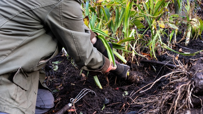 Gardener pulling up a Crinodonna Lily bulb in a garden bed