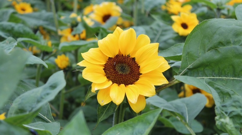 Close up of sunflower