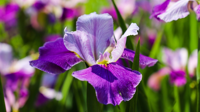 Purple iris