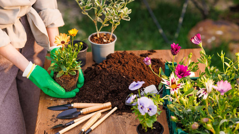 Person repotting flowers