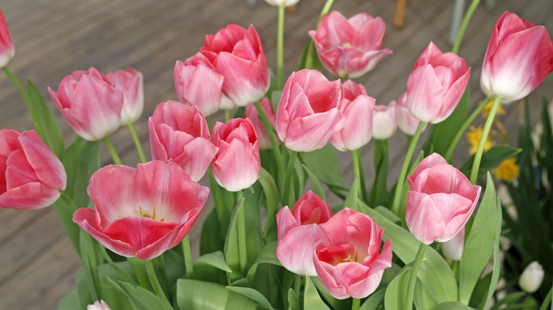 Close up of pink tulips