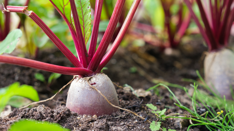 Close-up of growing beets in garden bed