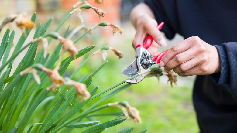 Close-up of a female gardener deadheading daffodils