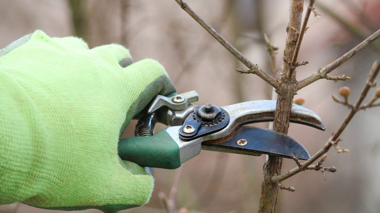 Close-up of a hand in a green work glove working with a pruner