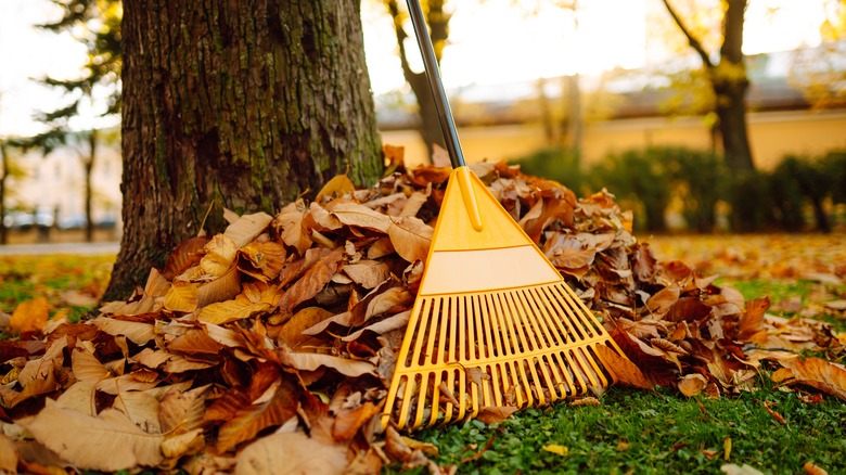 Rake with pile of fallen leaves