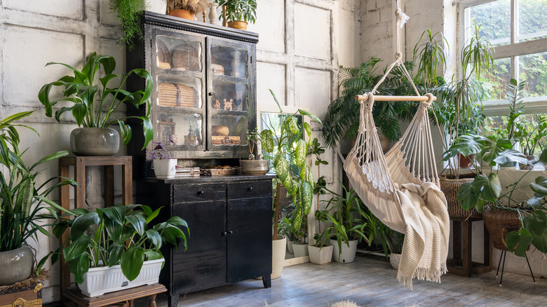 plants surround large black cabinet