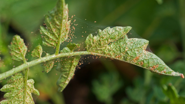 spider mites on plant
