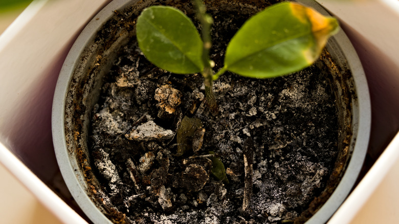 wet soil potted plant