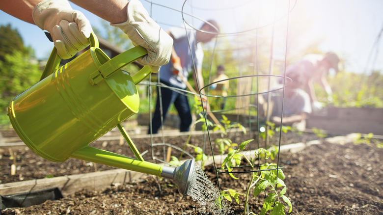 Person watering mulched garden soil