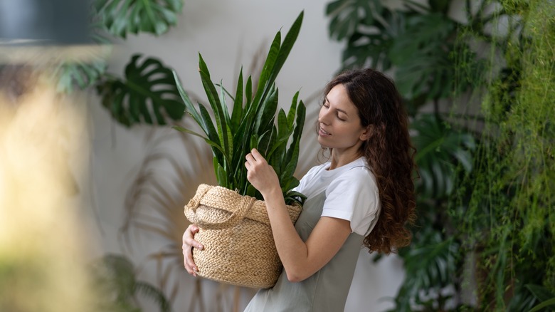 Woman carrying large snake plant in wicket basket