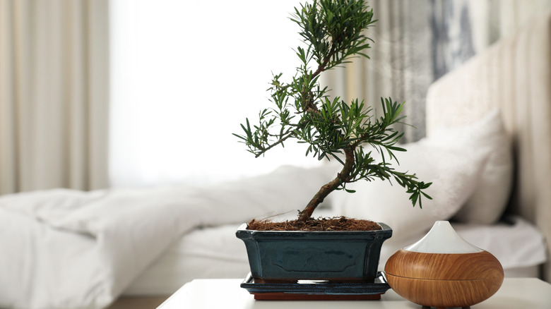 plant and aroma diffuser