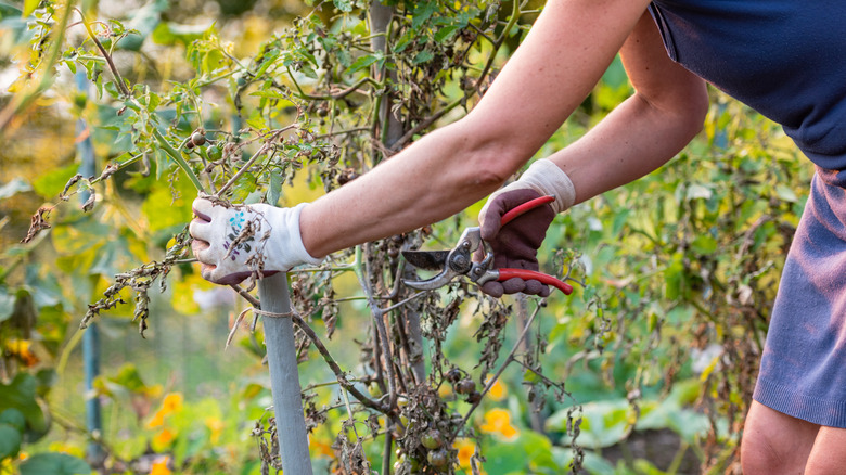 Gardener removing dead beanches