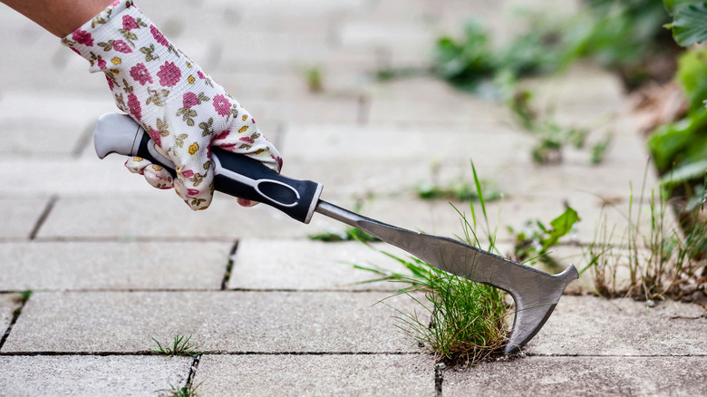 Removing weeds between pavers