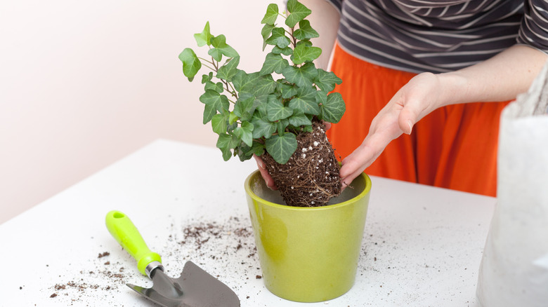 Replanting plant in a container