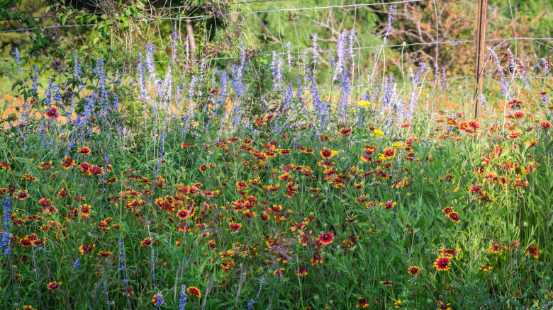 Wildflowers growing in the garden