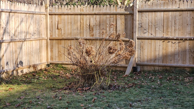 Dead flowers in flower bed