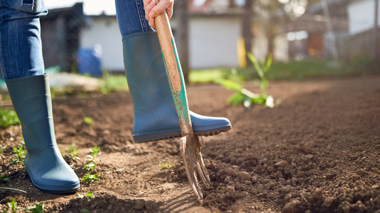 Gardener loosening compacted soil