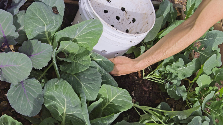 Top dressing a garden bed with compost