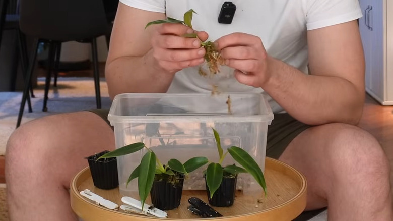 a plant collector unboxes tissue culture starts of a rare philodendron