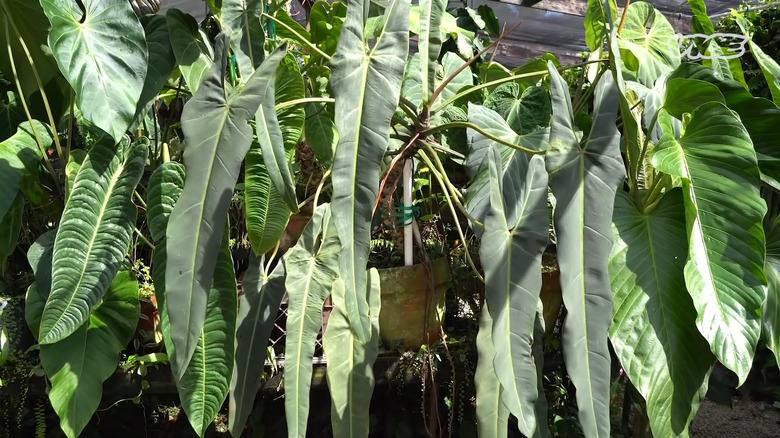 a large specimen of Philodendron spiritus sancti