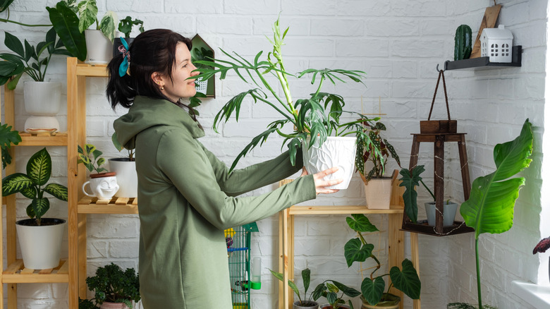 a woman with a small plant collection moves a special type of philodendron