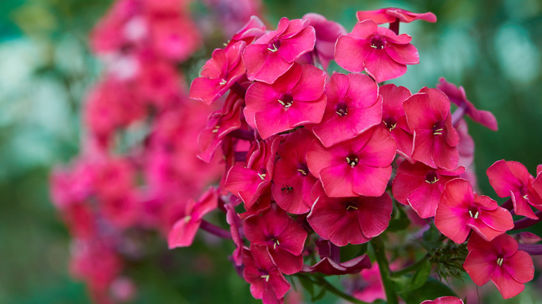 red tall garden phlox