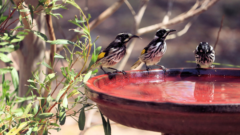 three birds hanging out at a bird bath