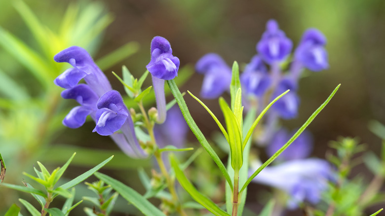 A close up of Wright's skullcap in bloom