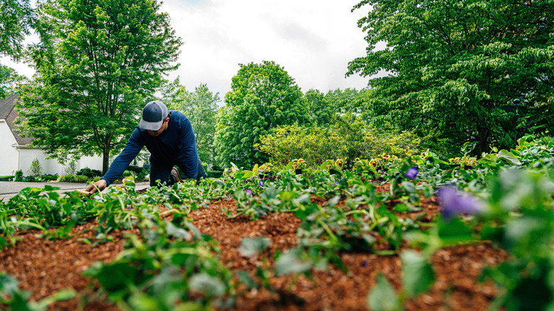 A person planting purple flowers in their garden