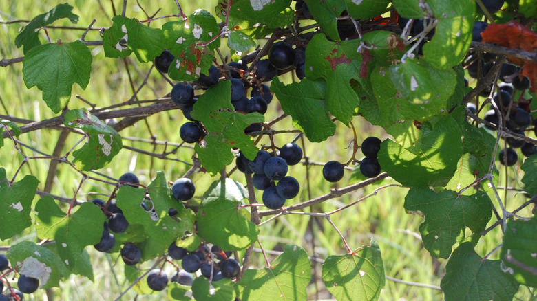 A young mustang grape vine growing over a rope trellis