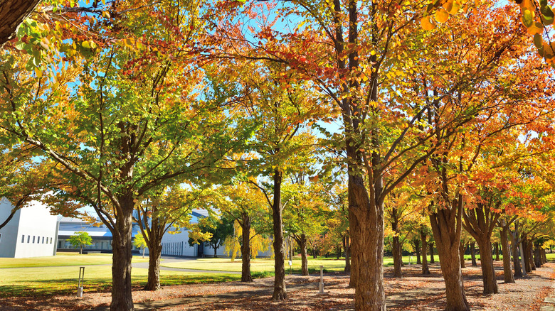 A group of katsura trees glow with autumn color.