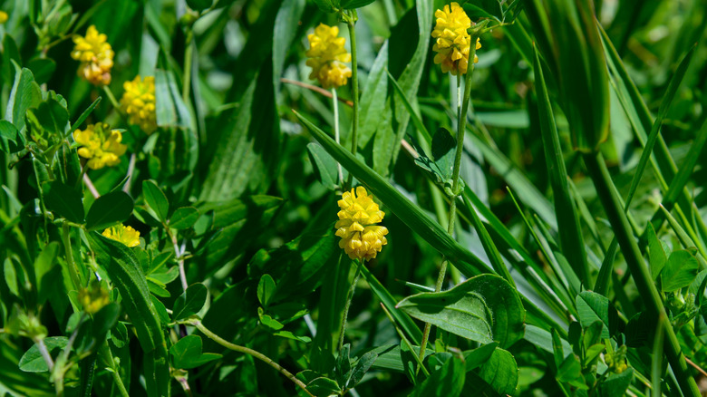 Close up of black medic growing in a lawn