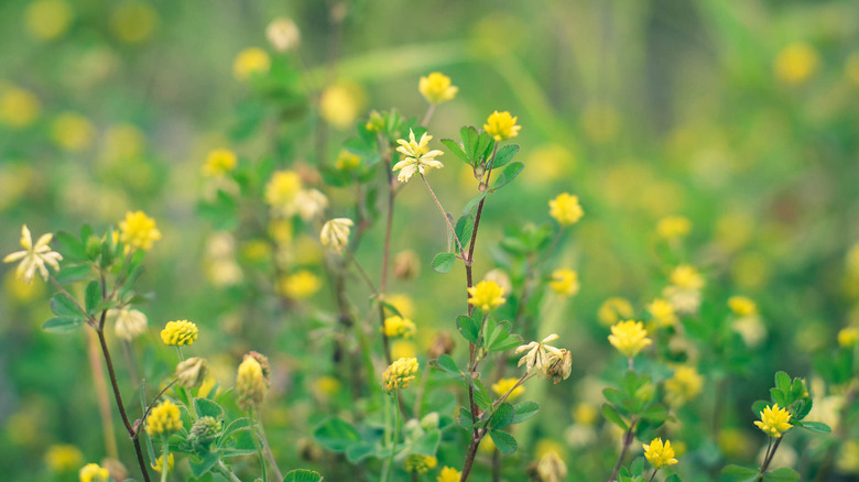 black medic yellow flowers in a garden