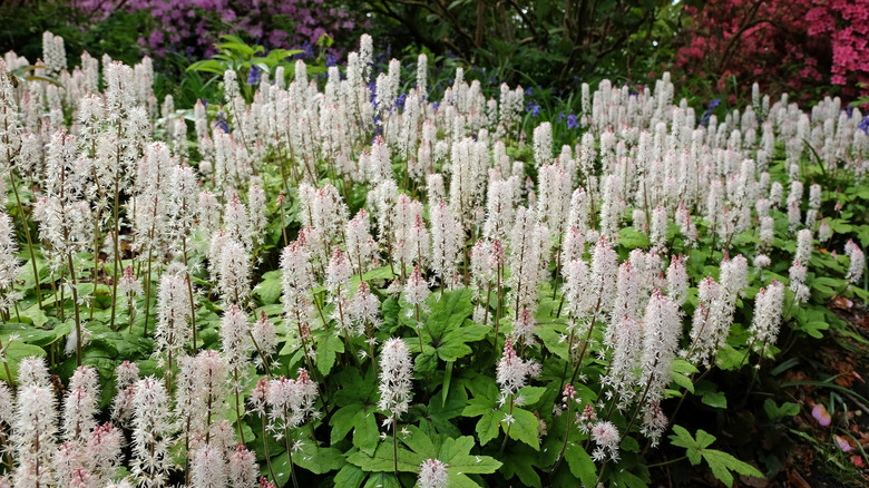 Patch of foam flowers in full bloom.