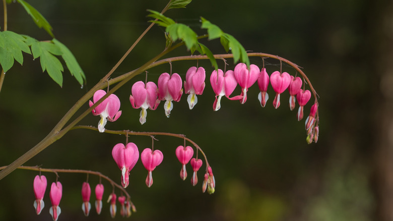 Three branches of bleeding hearts flowers in bloom